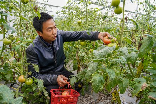 高唐大棚垂钓指南