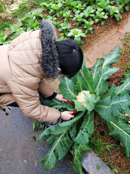 垂钓翁种菜的日常在哪