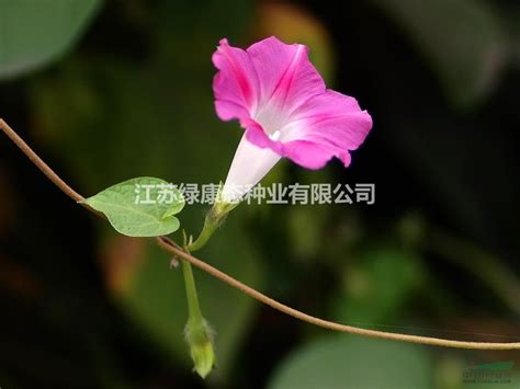 垂钓牵牛花怎么繁殖