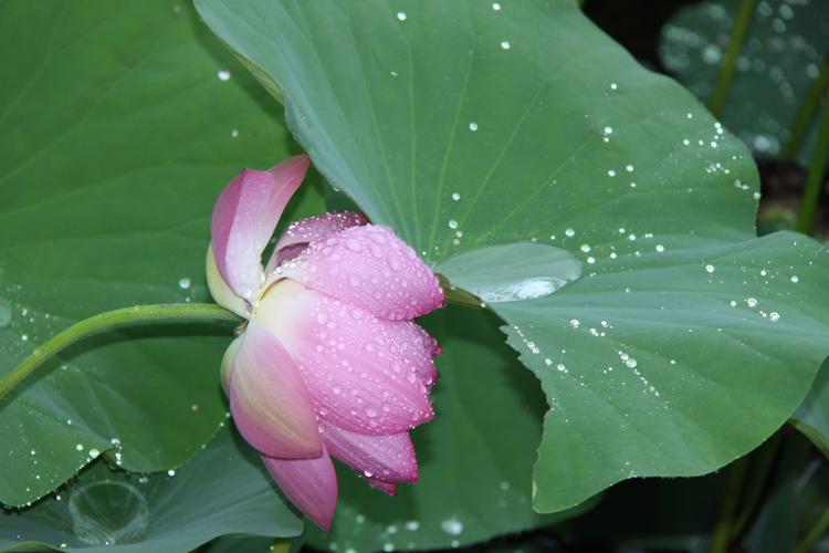 雨后荷花手机摄影图片怎么拍