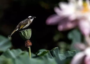 安家拍摄花絮视频